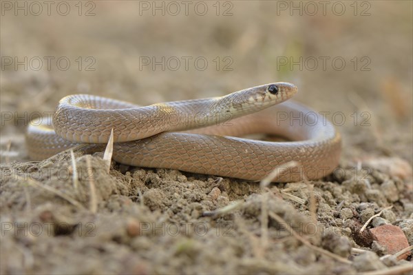 Ring-headed Dwarf Snake (Eirenis modestus)