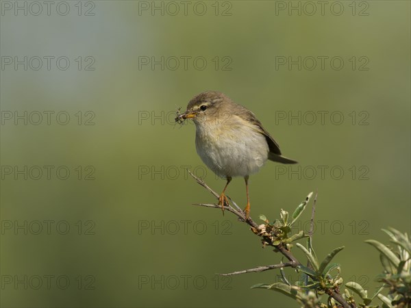 Willow Warbler (Phylloscopus trochilus)