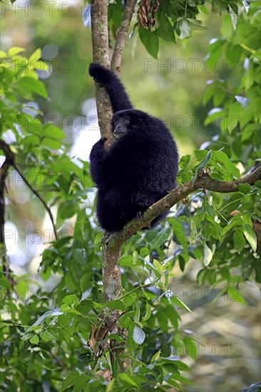 Siamang (Symphalangus syndactylus)