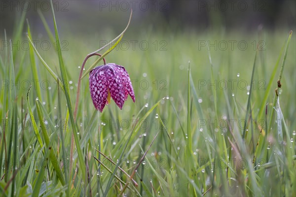 Snake's Head Fritillary or Chess Flower (Fritillaria meleagris)