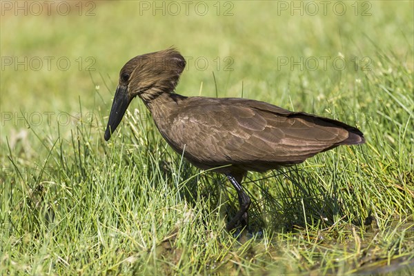 Hamerkop (Scopus umbretta)