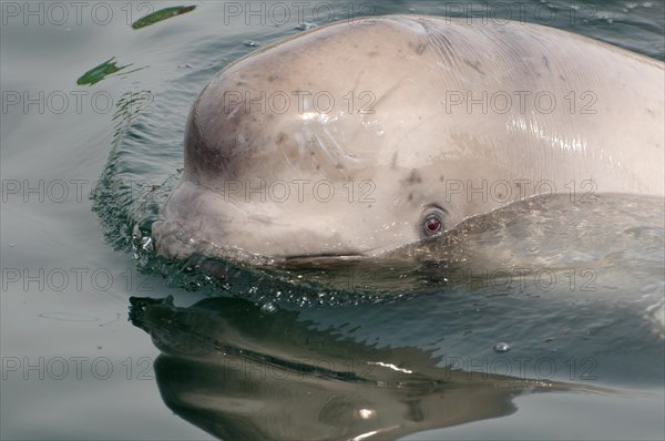 Young Beluga Whale or White Whale (Delphinapterus leucas)