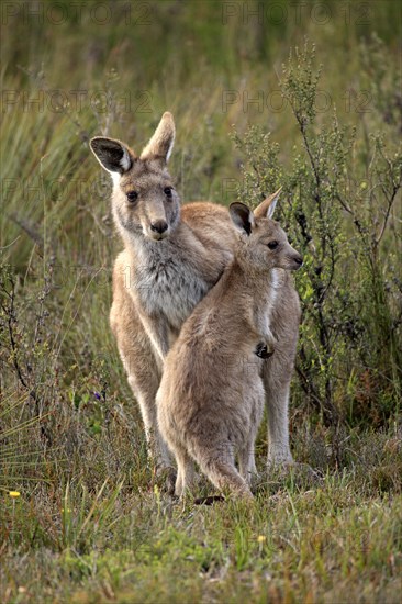 Eastern Grey Kangaroo (Macropus giganteus) mother with young