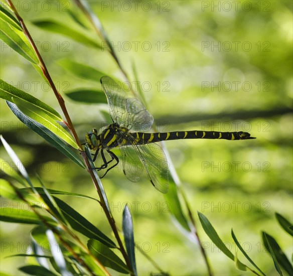 Golden-ringed dragonfly (Cordulegaster boltonii)