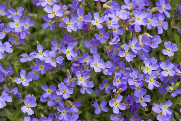 Aubrieta (Aubrieta gracilis)