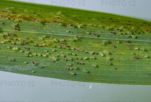 Aphids (Aphidoidea) on reed stalk