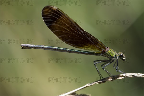 Copper demoiselle (Calopteryx haemorrhoidalis) on blade