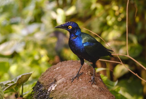 Purple Starling (Lamprotornis purpureus)