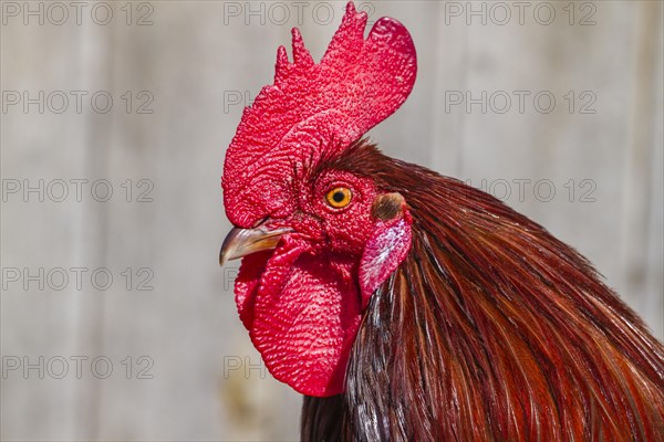 Domestic Fowl (Gallus domesticus)