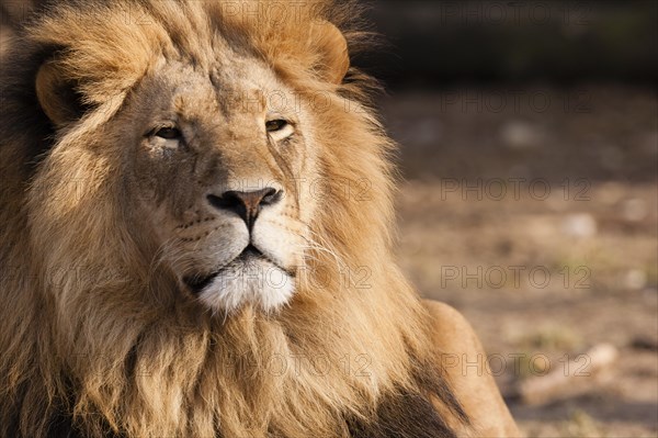 Lion (Panthera leo)