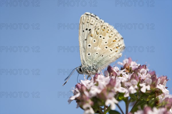 Adonis Blue Butterfly (Polyommatus bellargus)