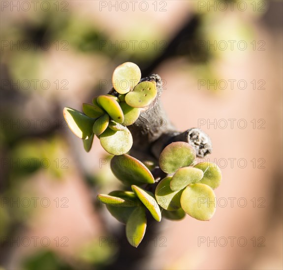 Dollar Plant (Zygophyllum stapfii)