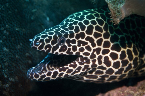 Laced Moray (Gymnothorax favagineus)