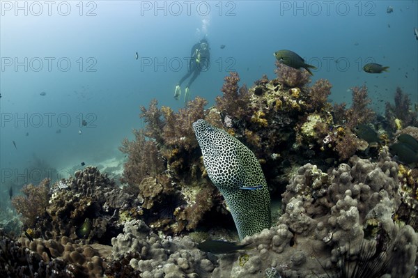 Scuba diver with a Laced Moray (Gymnothorax favagineus)