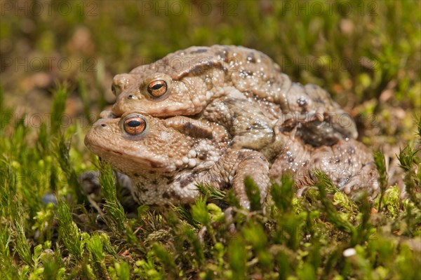 Common Toads (Bufo bufo)