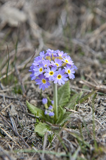 Primrose (Primula)