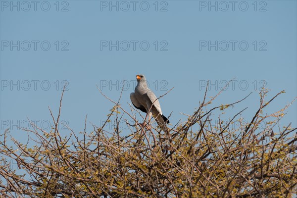 Singhabicht (Dark Chanting Goshawk) sitting on camel thorn