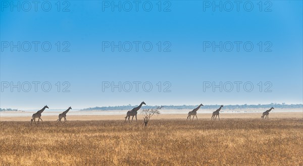 Giraffes (Giraffa camelopardis) walking through the dry grass