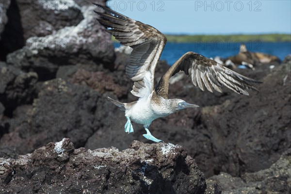 Galapagos Blue-footed Booby (Sula nebouxii excisa) in flight