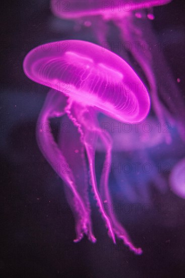 Moon Jellyfish (Aurelia aurita) in coloured light