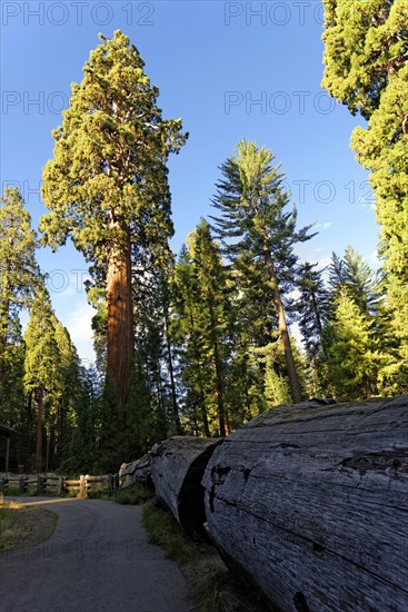 Giant sequoia trees (Sequoiadendron giganteum) in the Giant Forest