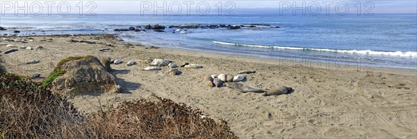 Northern elephant seals (Mirounga angustirostris) on beach