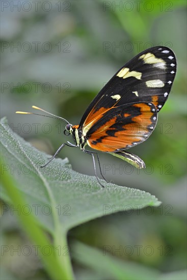 Red Postman (Heliconius erato)