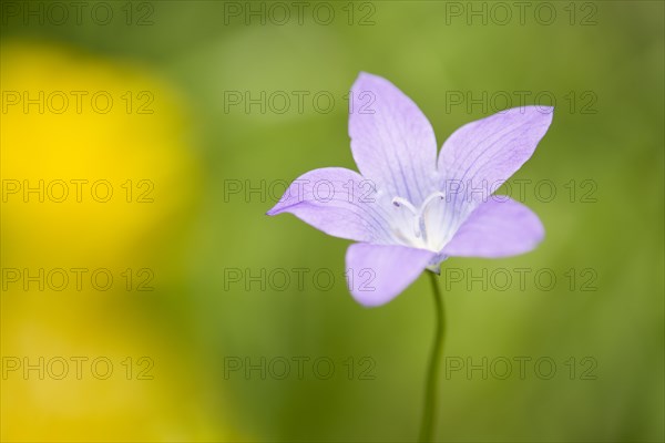 Spreading Bellflower (Campanula patula)