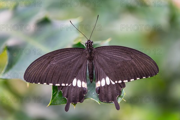 Common Mormon (Papilio polytes)