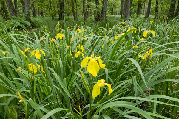 Yellow Iris (Iris pseudacorus)