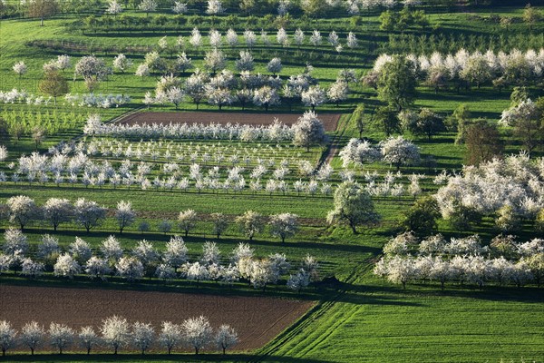 Blossoming cherry trees