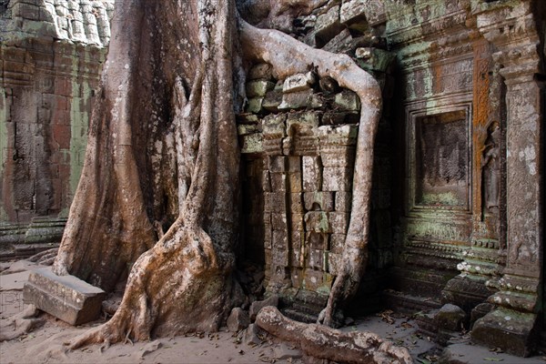 Giant Tetrameles nudiflora tree roots in the courtyard