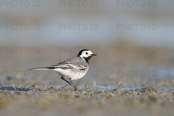 White Wagtail (Motacilla alba)