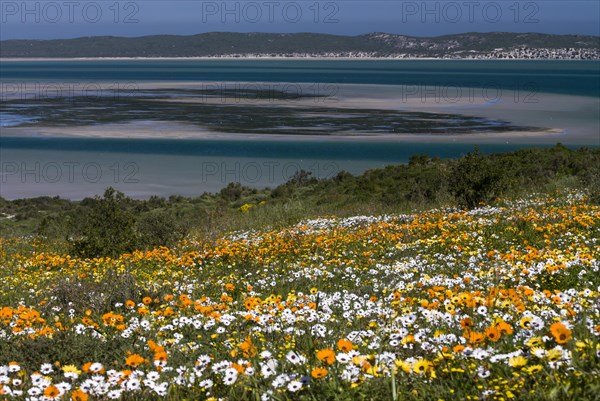 Flower meadow with African Daisy or Cape Marigold (Osteospermum ecklonis) and Livingstone Daisy (Dorotheanthus bellidiformis)