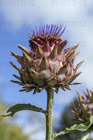 Cardoon or Artichoke Thistle (Cynara cardunculus)