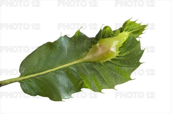 Gall of an Oriental Chestnut Gall Wasp (Dryocosmus kuriphilus)