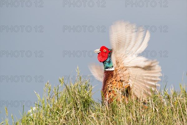 Pheasant (Phasianus colchicus)