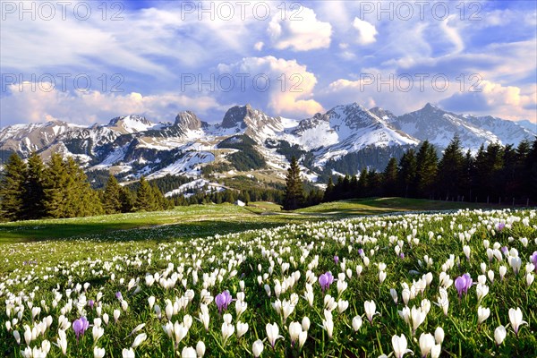 Flowering crocus meadow with storm clouds above the Bernese Alps