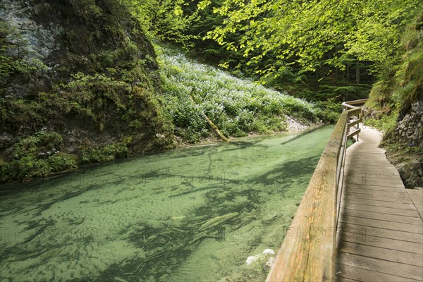 Boardwalk in Mendlingtal valley