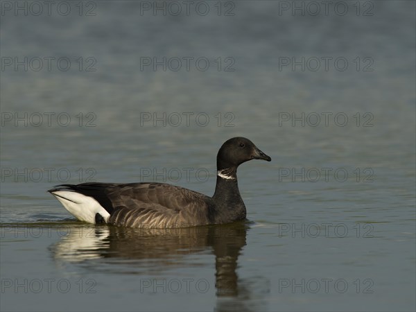 Brent Goose (Branta bernicla)