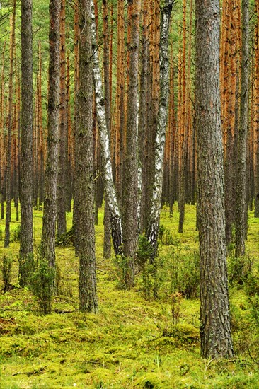 Several Birch trees (Betula) growing in between Scots Pines (Pinus sylvestris) in a pine forest