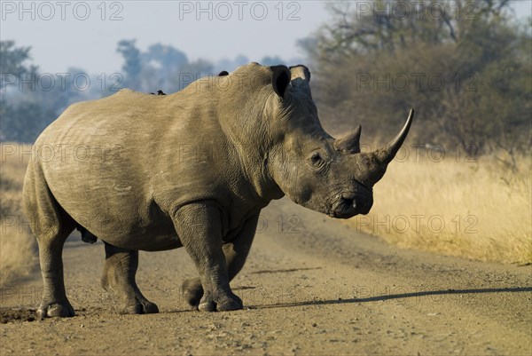 White Rhinoceros (Ceratotherium simum) with a Red-billed Oxpecker (Buphagus erythrorhynchus)