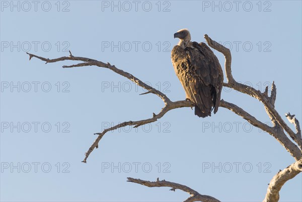 Cape Vulture (Gyps coprotheres)