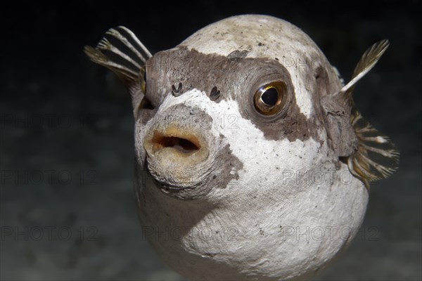 Masked puffer (Arothron diadematus) on coral