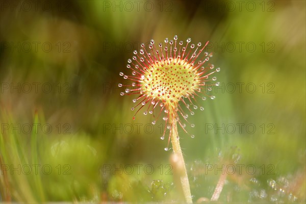 Common sundew (Drosera rotundifolia) in a marsh area