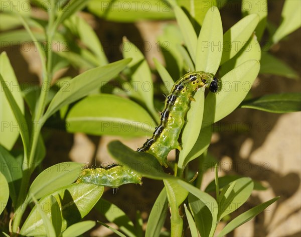 Caterpillar of box tree moth (Cydalima perspectalis)