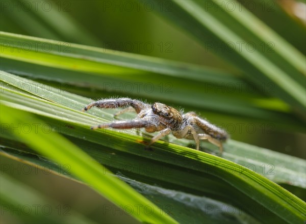 Spring spider (Mendoza canestrinii) in grass