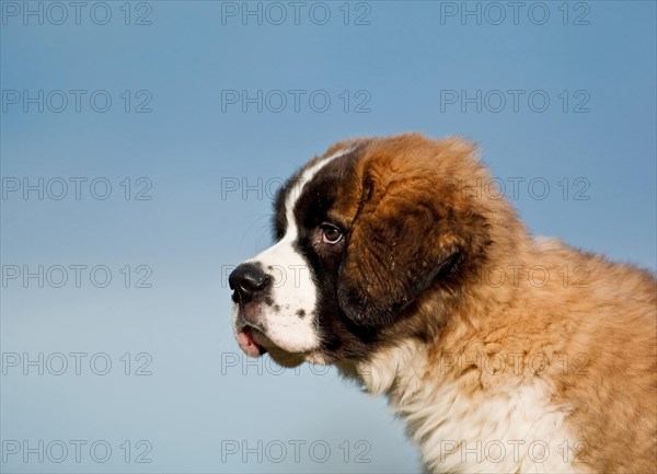 Saint Bernard puppy