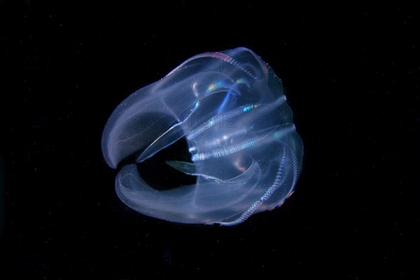 Warty Comb Jelly (Mnemiopsis leidyi)