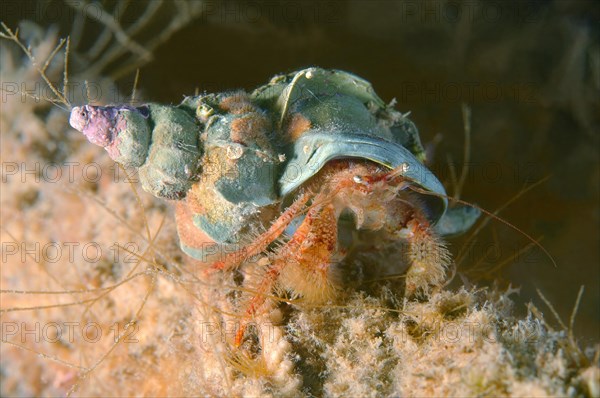 Crested Hermit Crab (Pagurus pectinatus)